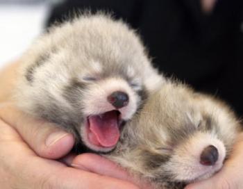 動物の癒し系画像トピ