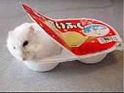 【画像】白くて丸くて可愛いもの
