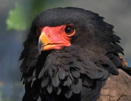 鳥の写真が集まるトピ