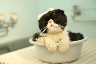 平和な人が集まるトピ