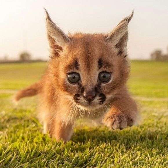 動物界で赤ちゃんが1番かわいいのってなんですかね？？