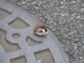 鳥の写真が集まるトピ