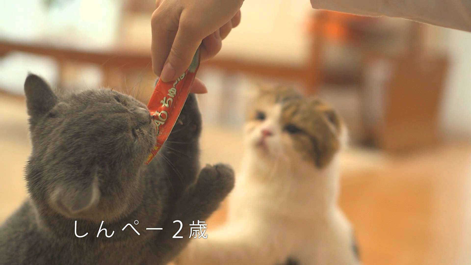 ちゅ～る　食べ顔一杯篇 - YouTube