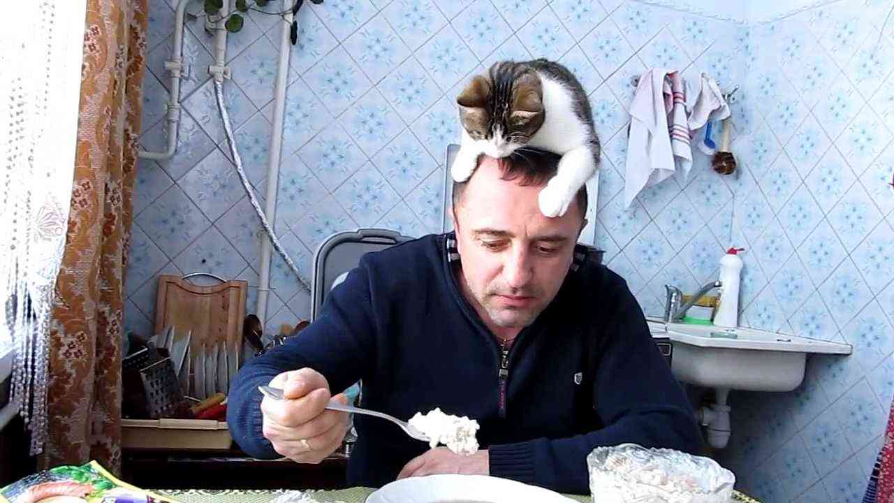 Кот зарабатывает кусок мяса - YouTube