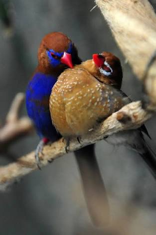 鳥の写真が集まるトピ