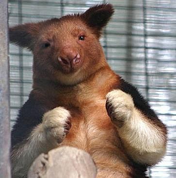 動物の癒し系画像トピ