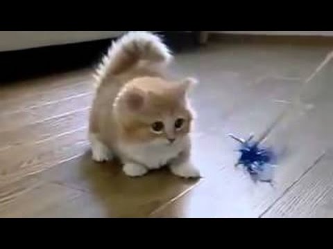 大爆笑！おもしろハプニング動物ムービー集！笑えて癒されます Comedy funny 13 - YouTube