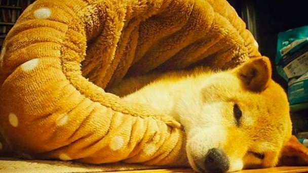しまむらホイホイ通称「しまホイ」でダメ犬になるケース続出！ | ANIMALive