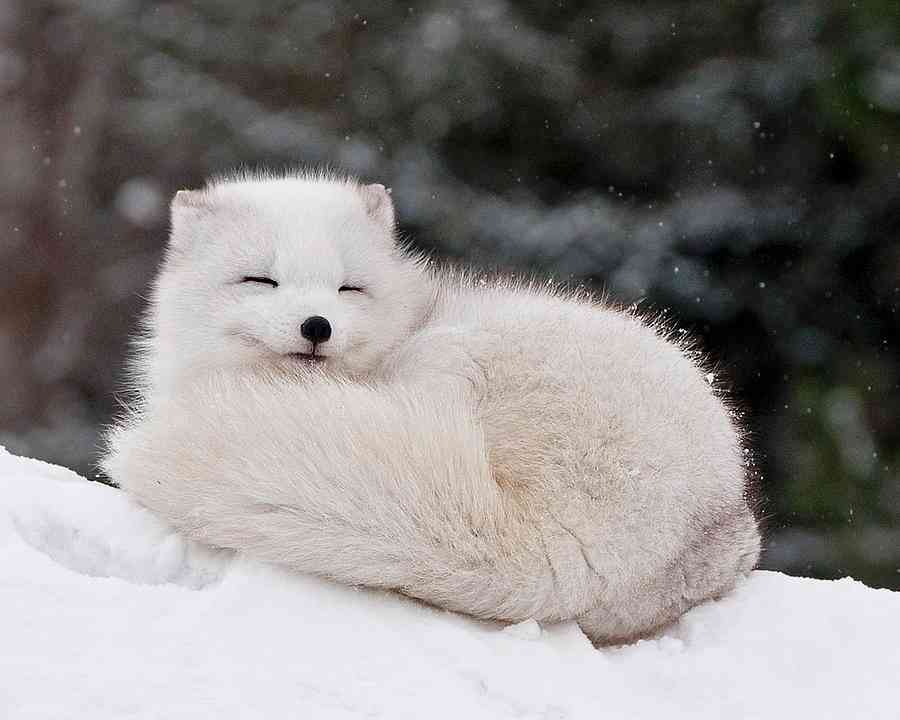 動物の癒し系画像トピ