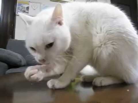 ケーキを食べる猫　シロちゃん - YouTube