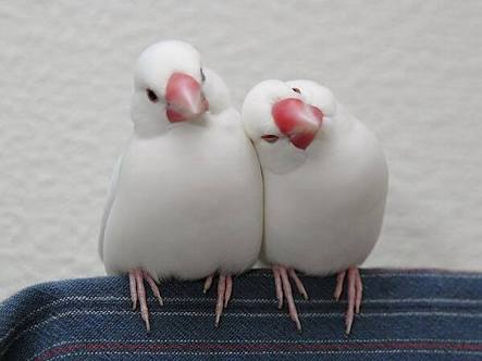 【画像】白くて丸くて可愛いもの