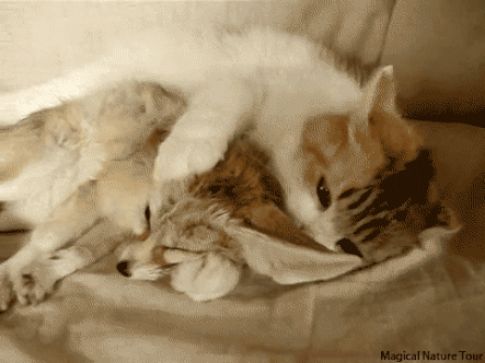 動物の癒し系画像トピ