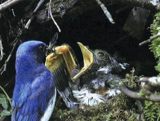 鳥の写真が集まるトピ