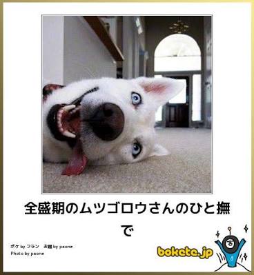【悲報】ムツゴロウさんこと畑正憲さん、動物に興味がなくなっていた
