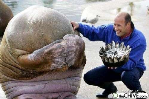 《画像》笑える動物の写真