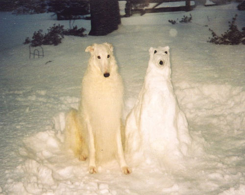 雪と動物たちの画像