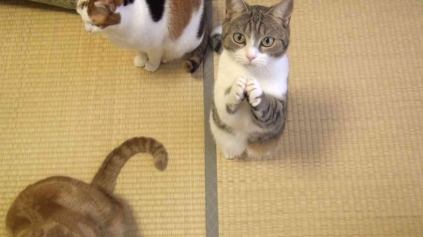 おやつちょうだい！可愛い猫のおねだり Cute Cat Begging for Fish Treats - YouTube