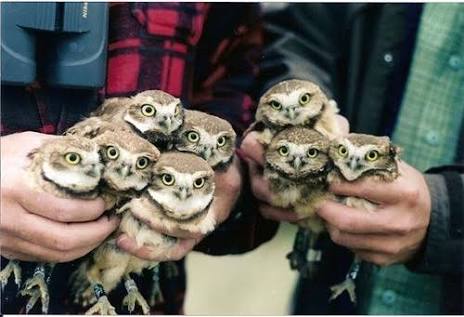 動物界で赤ちゃんが1番かわいいのってなんですかね？？