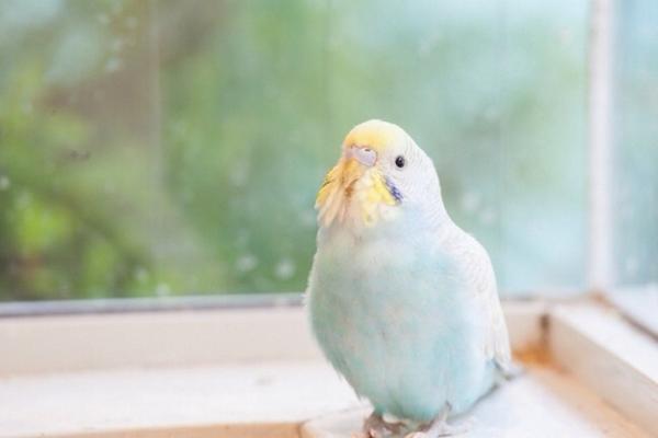 近所の子どもに迷惑している人。