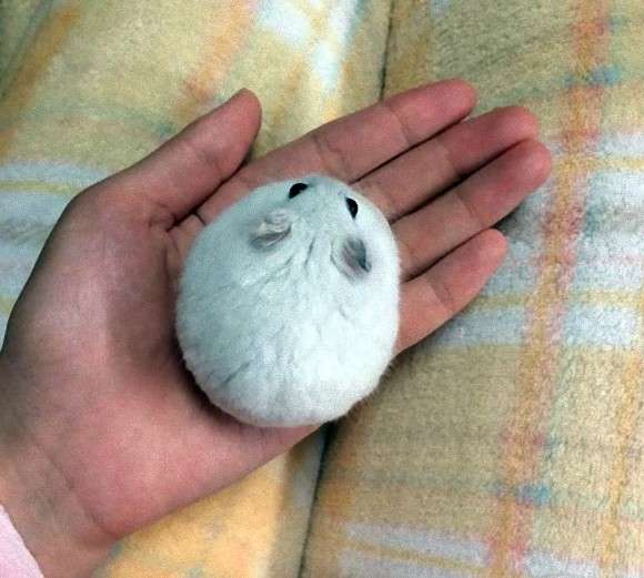 【画像】白くて丸くて可愛いもの
