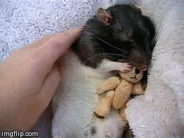 動物の癒し系画像トピ