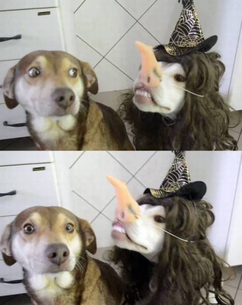 《画像》笑える動物の写真