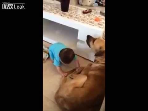 犬が赤ちゃんにブチ切れて頭を噛む - YouTube
