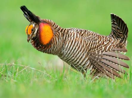 鳥の写真が集まるトピ