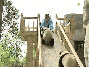 パンダの画像を集めるトピ
