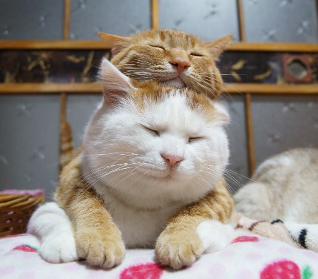 「もう そこにおれ」 おじいちゃんと黒猫の日常の一コマがかわいすぎる4枚
