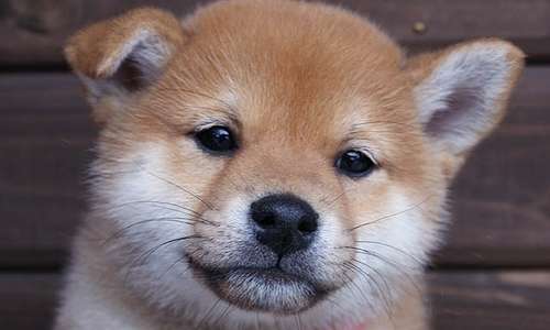 動物界で赤ちゃんが1番かわいいのってなんですかね？？