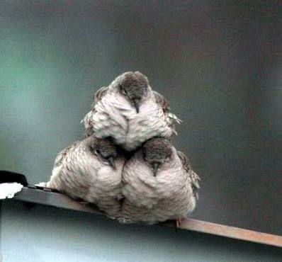 鳥の写真が集まるトピ