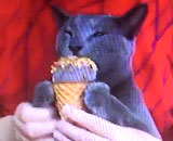 猫にチョコレートを食べさせる動画を放送 TBS番組にネットで批判