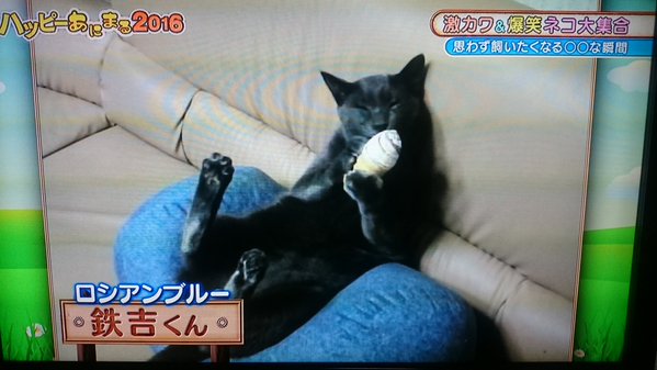 猫にチョコレートを食べさせる動画を放送 TBS番組にネットで批判