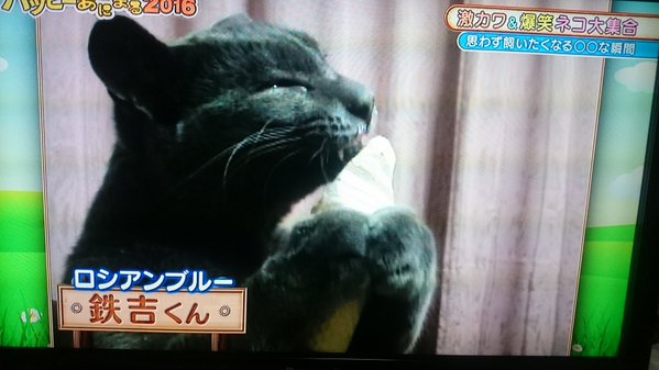猫にチョコレートを食べさせる動画を放送 TBS番組にネットで批判