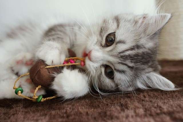 猫にチョコレートを食べさせる動画を放送 TBS番組にネットで批判 - ライブドアニュース