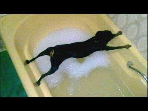 《画像》笑える動物の写真