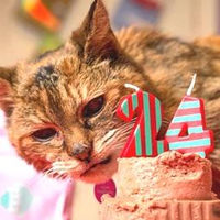 「世界最高齢の猫」長寿の秘訣はケンタのチキン？ - NAVER まとめ