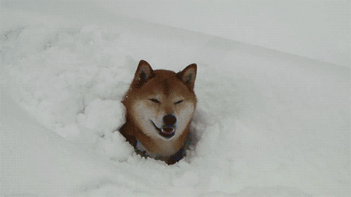 雪と動物たちの画像