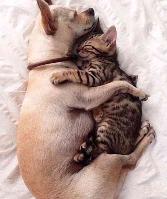甘えている動物の写真をください