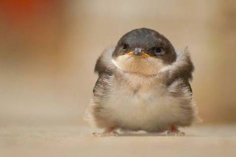 鳥の写真が集まるトピ