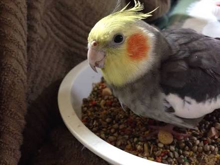 鳥の写真が集まるトピ