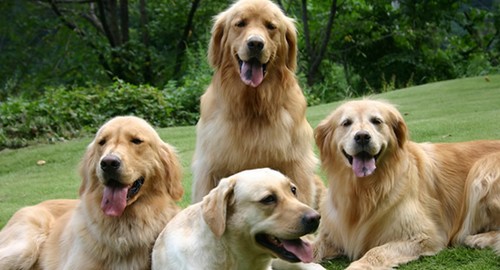 猫派ですか？犬派ですか？