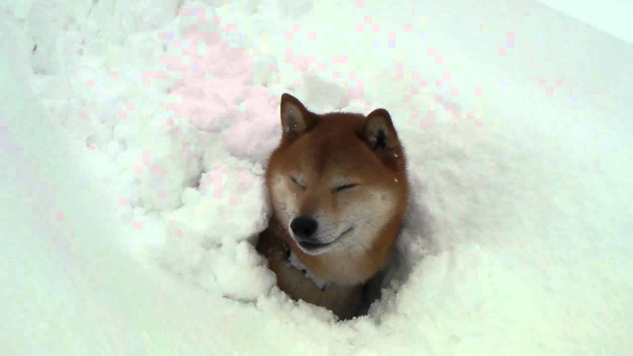 柴犬ジロー　大雪で・・・