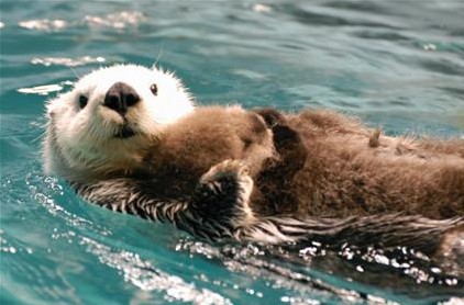 甘えている動物の写真をください