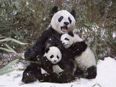 甘えている動物の写真をください