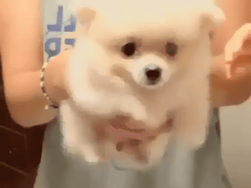 動物界で赤ちゃんが1番かわいいのってなんですかね？？