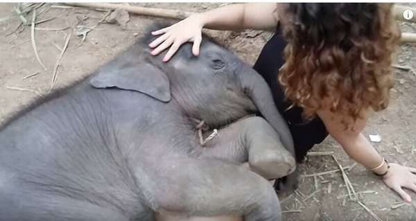 甘えている動物の写真をください