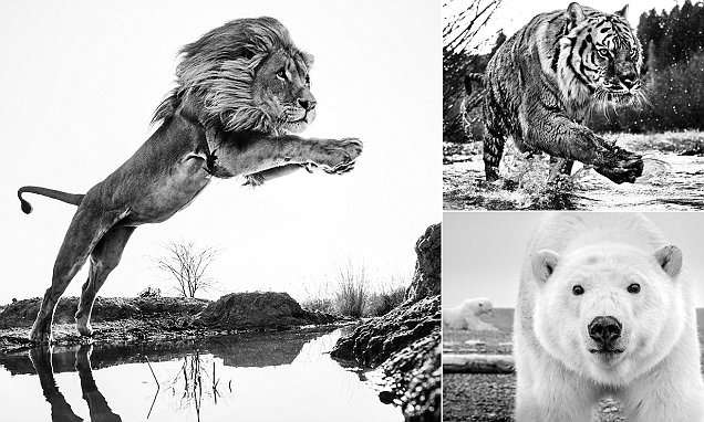 Breathtaking shot of the King of Beasts jumping an African stream is captured by world-renowned wildlife photographer | Daily Mail Online