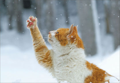 雪と動物たちの画像